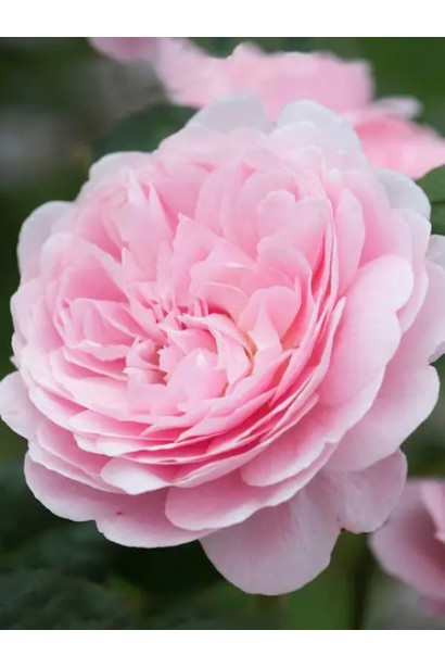 Троянда англійська Девіда Остіна Королева Швеції